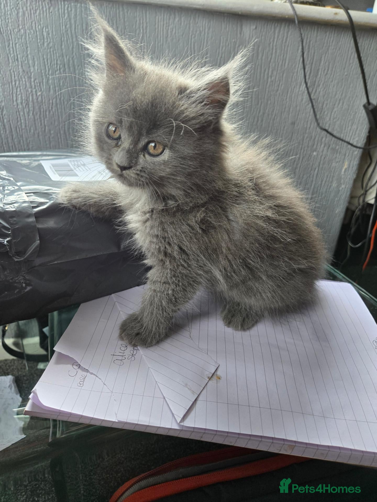 Maine Coon cats Last blue boy remaining - Advert 2