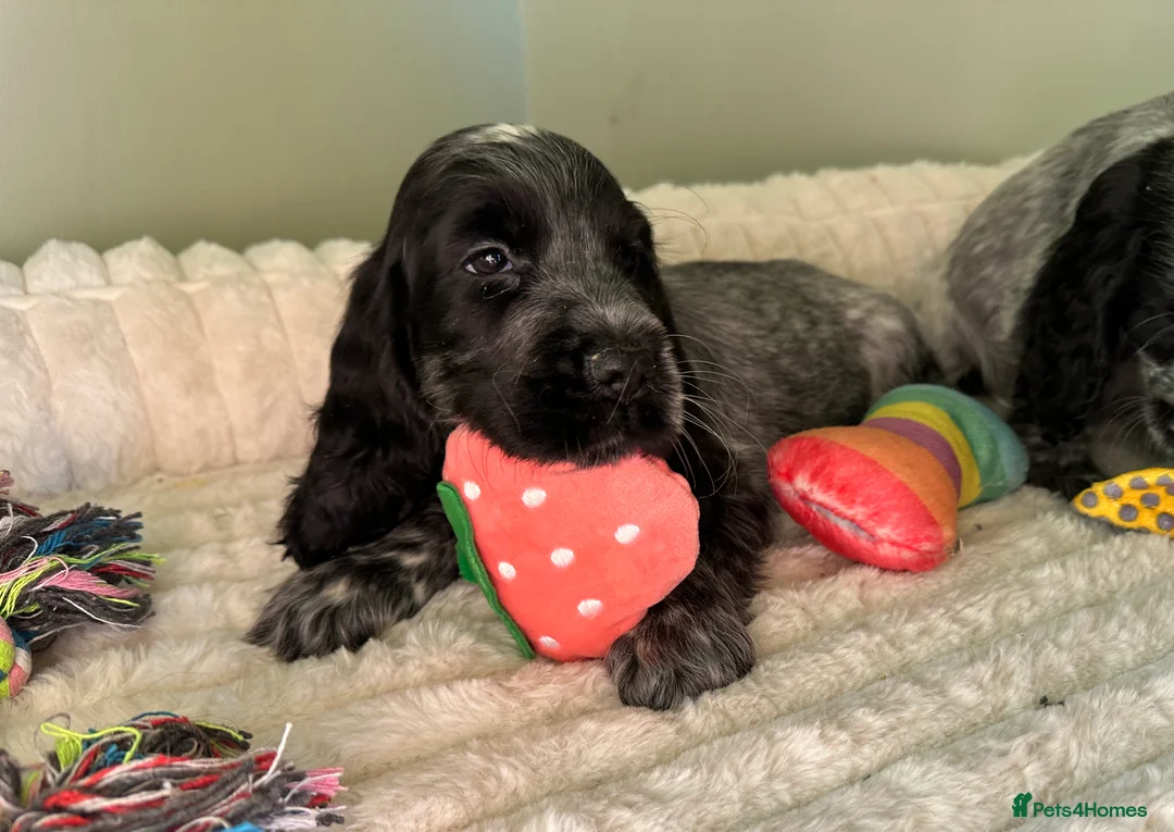 Cocker Spaniel dogs for sale: KC Registered Show Type Cocker Spaniels - Advert 3