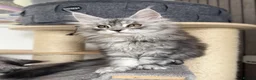 Maine Coon cats for sale: 🐾Three Beautiful Pedigree Maine Coon Boys🐾 - Advert 18