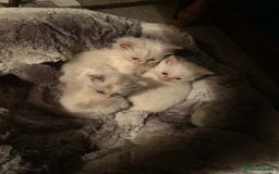 Ragdoll cats for sale: Rag doll cross - Image 4