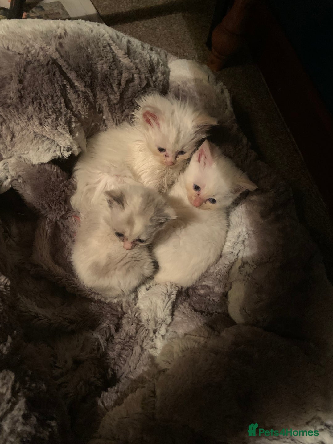 Ragdoll cats for sale: Rag doll cross - Image 4