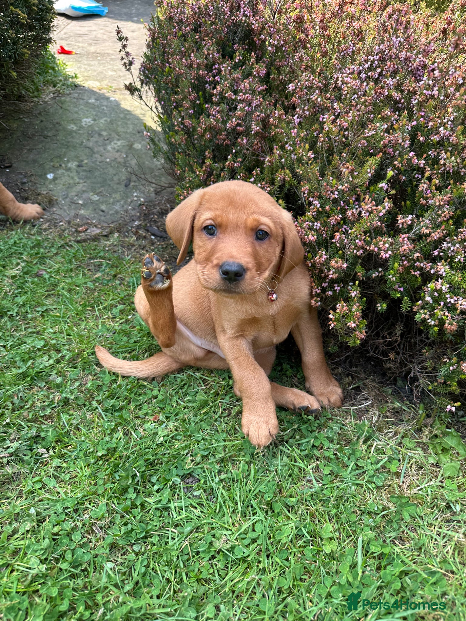 Labrador Retriever dogs READY TO LEAVE NOW kcregistered Labrador puppies - Advert 2