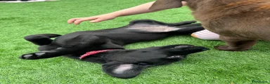 Labrador Retriever 4