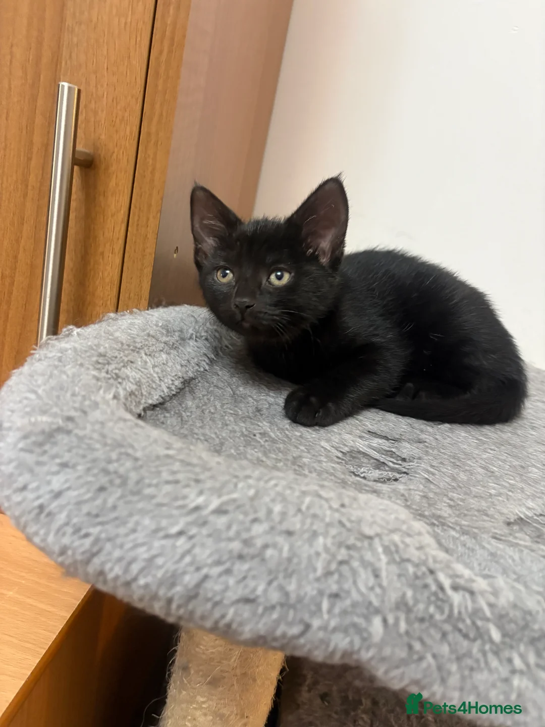 Mixed Breed cats for sale: Black kittens,ready to go on 8th of February  - Advert 2