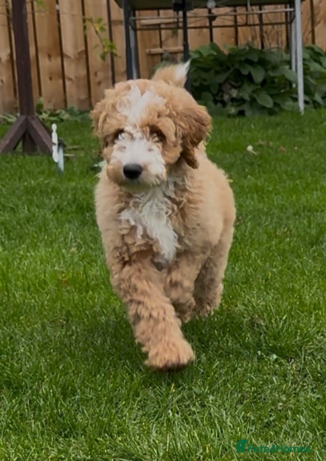 Mixed Breed dogs for sale: ❤️Teddy- Australian Golden Double Doodle ❤️ - Advert 2