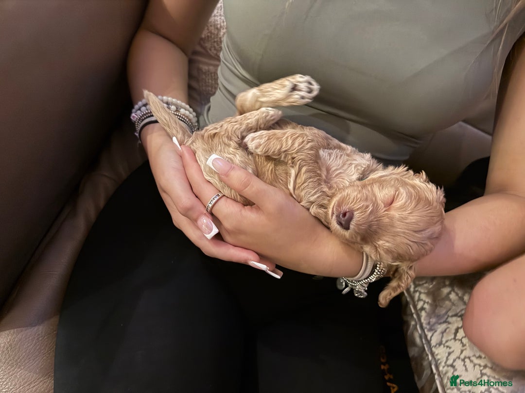 Cockapoo dogs for sale: Adorable cockapoo puppies for sale  - Image 21