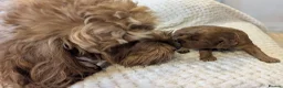 Cavapoo dogs for sale: Stunning extensively health tested Cavapoos in Portsmouth - Advert 29
