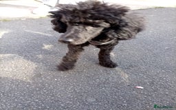 Poodle dogs for sale: Poodle  - Image 2