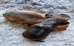 Dachshund dogs for sale: Short backed wire-haired dachshunds - Image 8