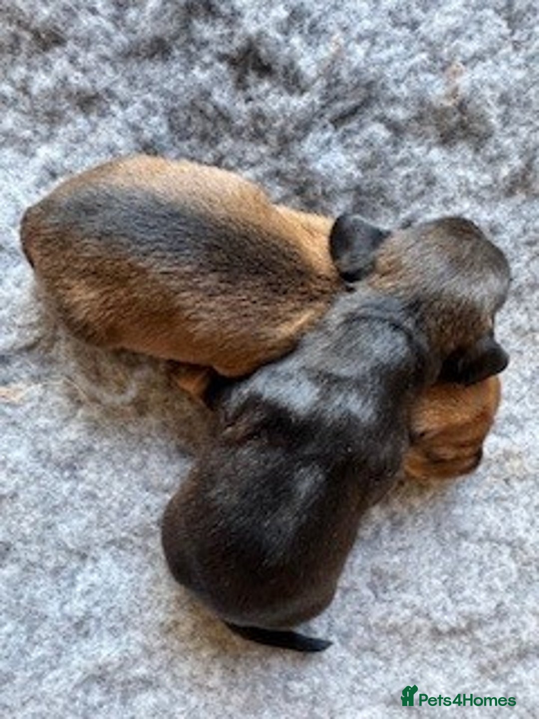 Dachshund dogs for sale: Short backed wire-haired dachshunds - Image 8
