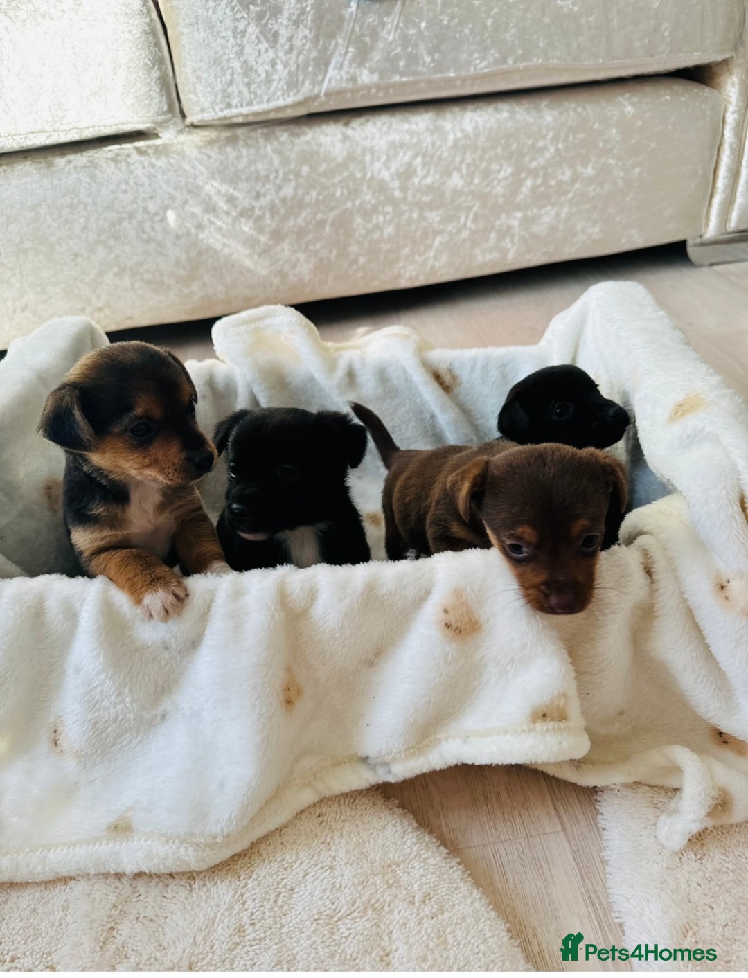 Patterjack dogs for sale: Beautiful patterjack puppies  - Advert 7