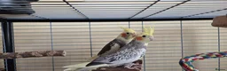 Cockatiels birds for sale: 2 Hand tame baby cockatiels available.  - Advert 4