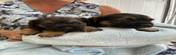 Border Terrier dogs for sale: Beautiful blue and tans Borders  in Doncaster - Advert 3
