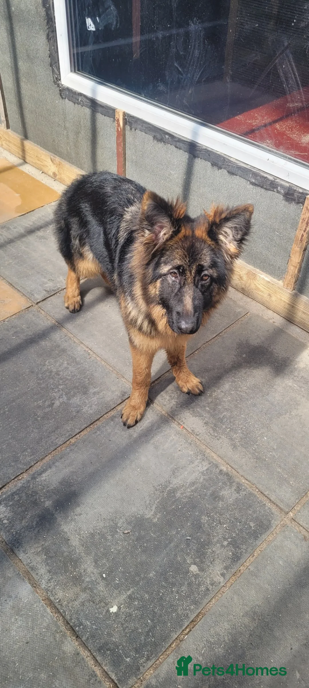 German Shepherd dogs for sale: Lovely Long Coat GSD Female Pup 7 Months old - Advert 2
