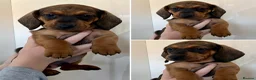 Dachshund dogs for sale: Standard Smooth Coat Dachshunds - Advert 18