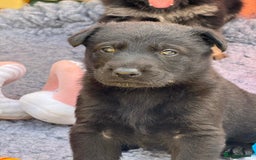 German Shepherd dogs for sale: GSD Puppies, straight back  - Image 10