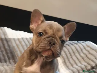 French Bulldog dogs French bulldog - Advert 2