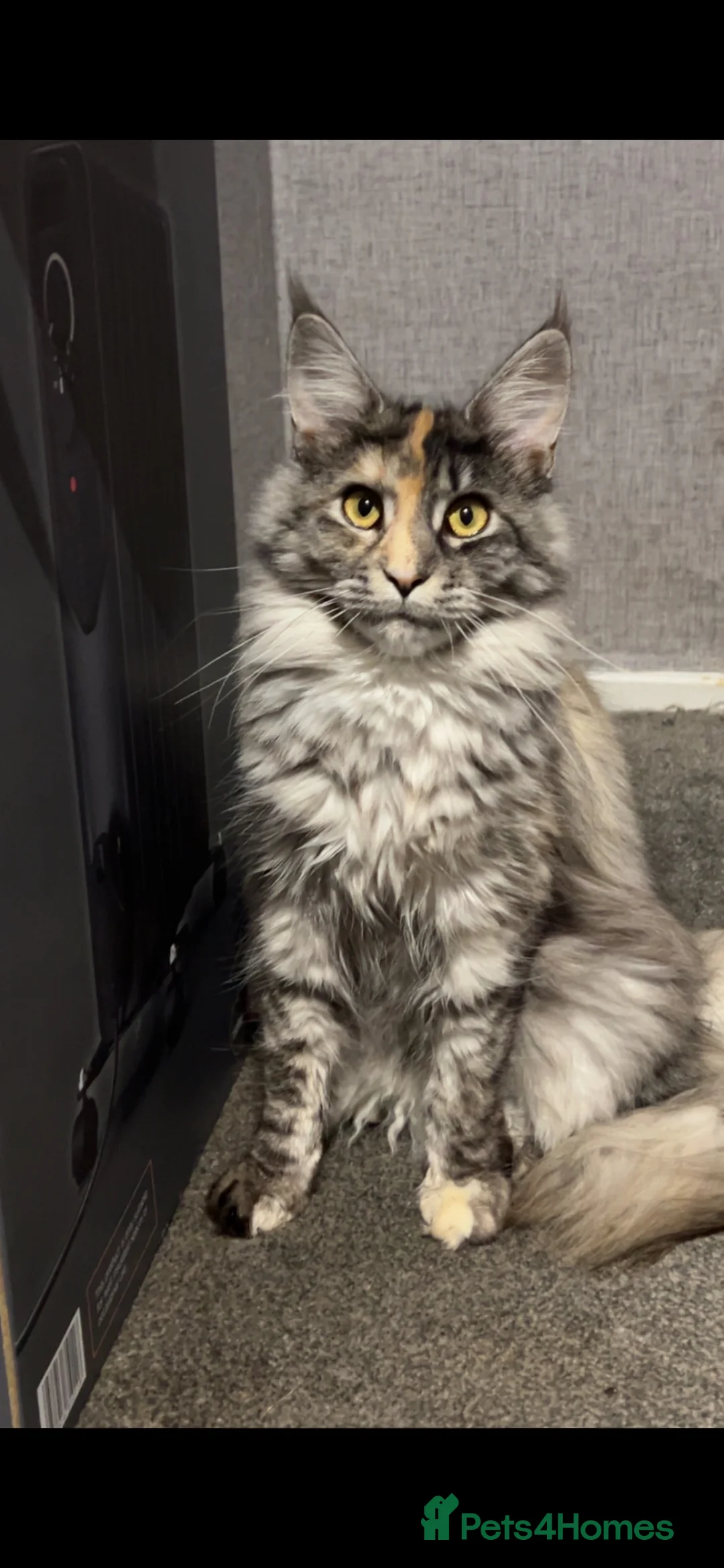 Maine Coon cats for sale: Full Maine Coon Kittens 4 left! in Brechin - Advert 1