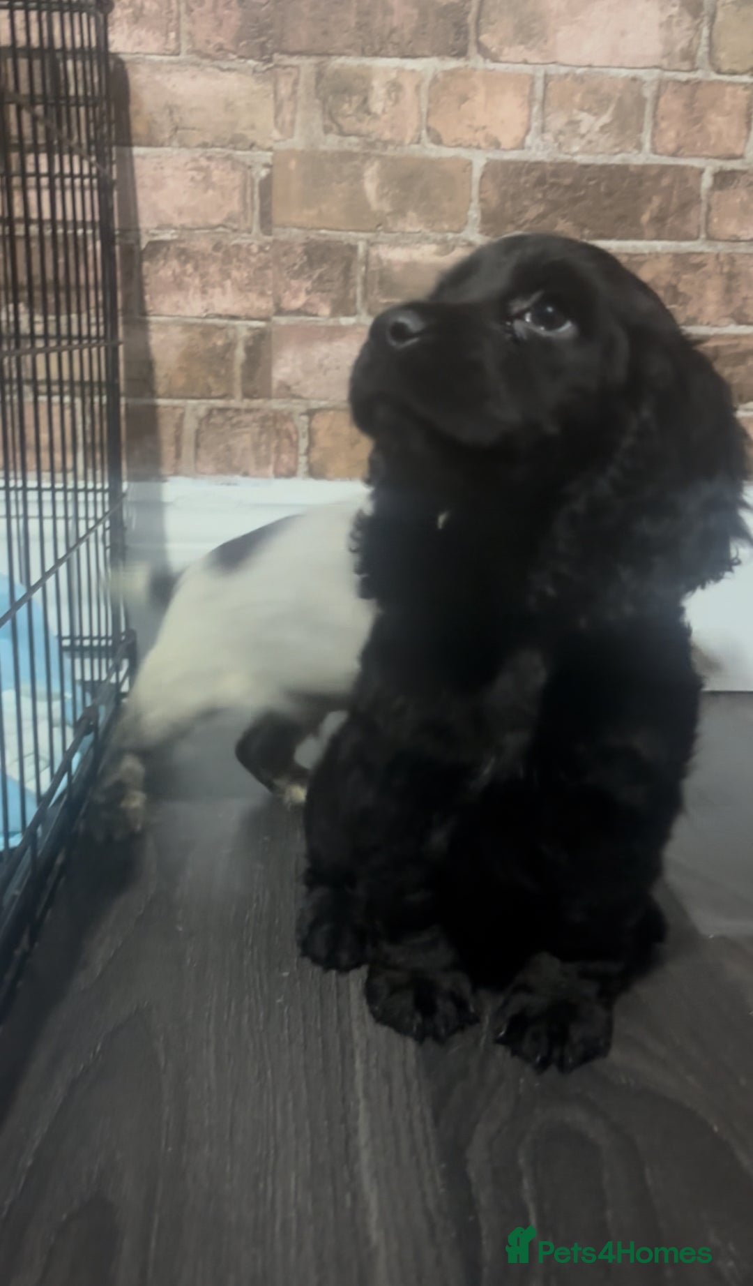 Cockapoo dogs for sale: F1b cockapoo pups  - Advert 14