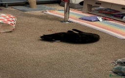 Mixed Breed cats for sale: Sweet 5 yr old tortoiseshell cat - Image 10
