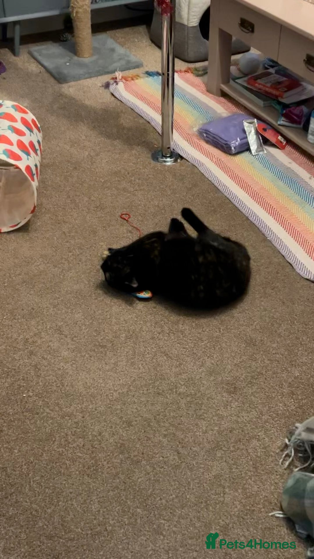 Mixed Breed cats for sale: Sweet 5 yr old tortoiseshell cat - Image 10