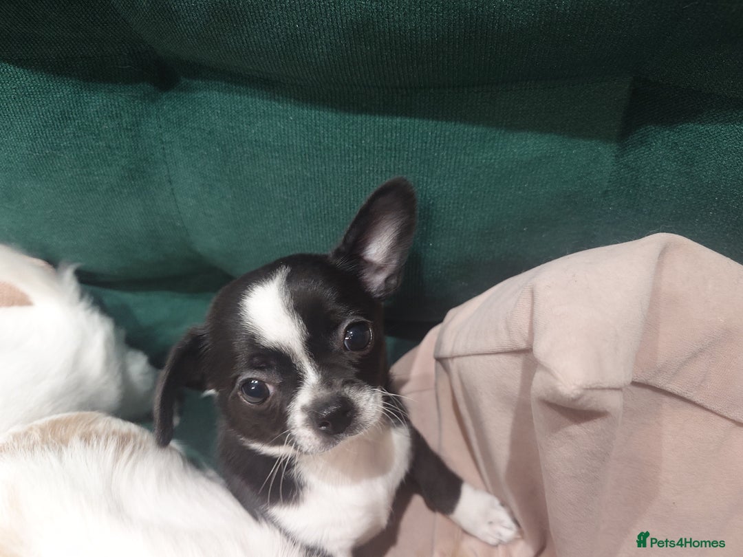 Chihuahua dogs for sale: Two Adorable Male Chihuahua Puppies  - Image 3