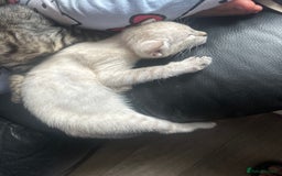 Bengal cats for sale: Stunning Bengal kittens - Image 12