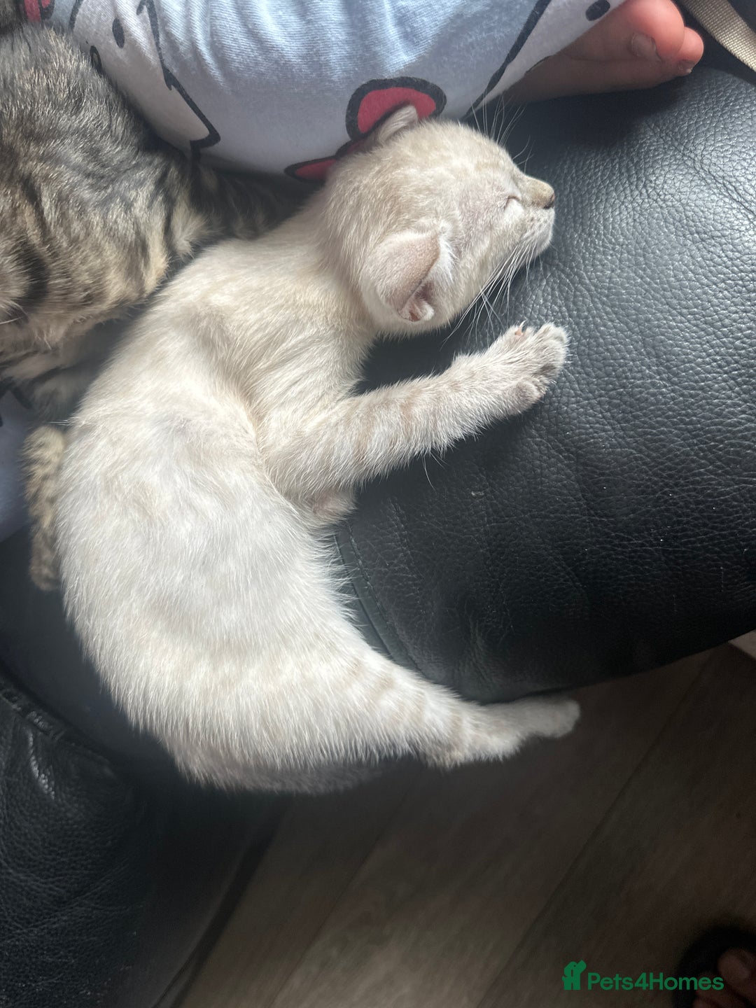 Bengal cats for sale: Stunning Bengal kittens - Image 12