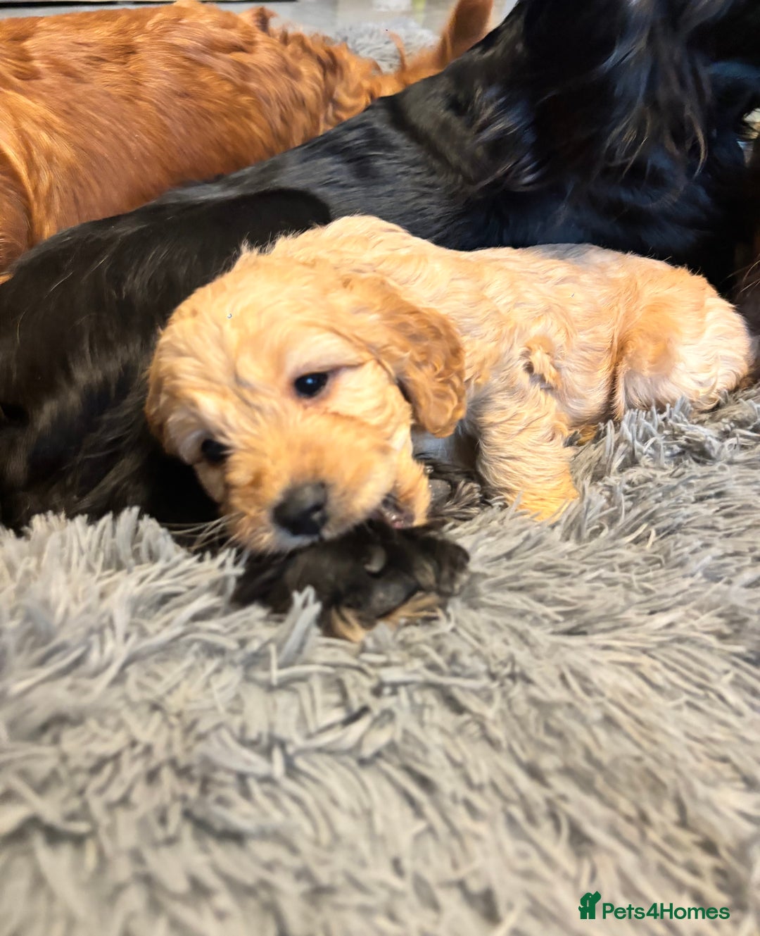 Cockapoo dogs for sale: F1 cockerpoo puppies  - Advert 10