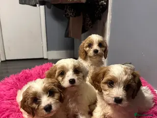 Cockapoo dogs Stunning cockapoos DNA health tested - Advert 8