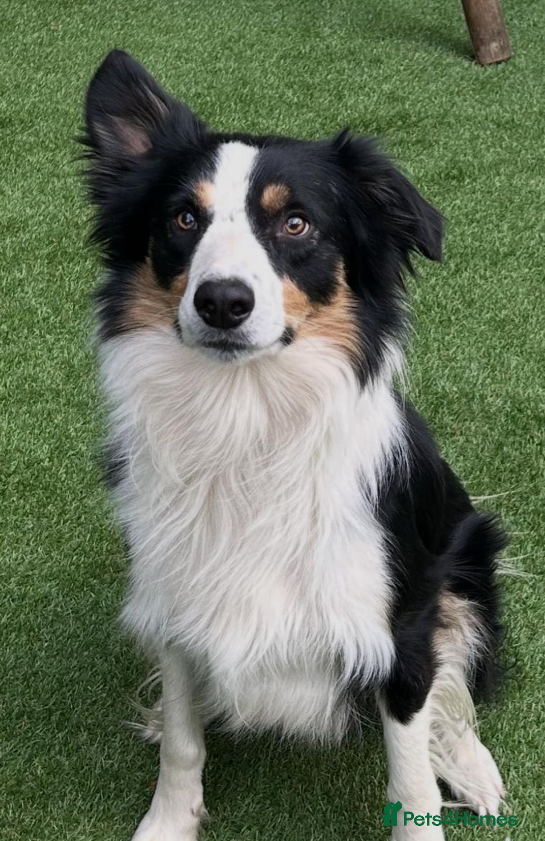 Border Collie dogs for sale: Collie Pups For Sale - Advert 4