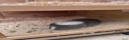 Guinea Pig rodents for sale: Two Guine Pigs boys  in Northampton - Advert 3