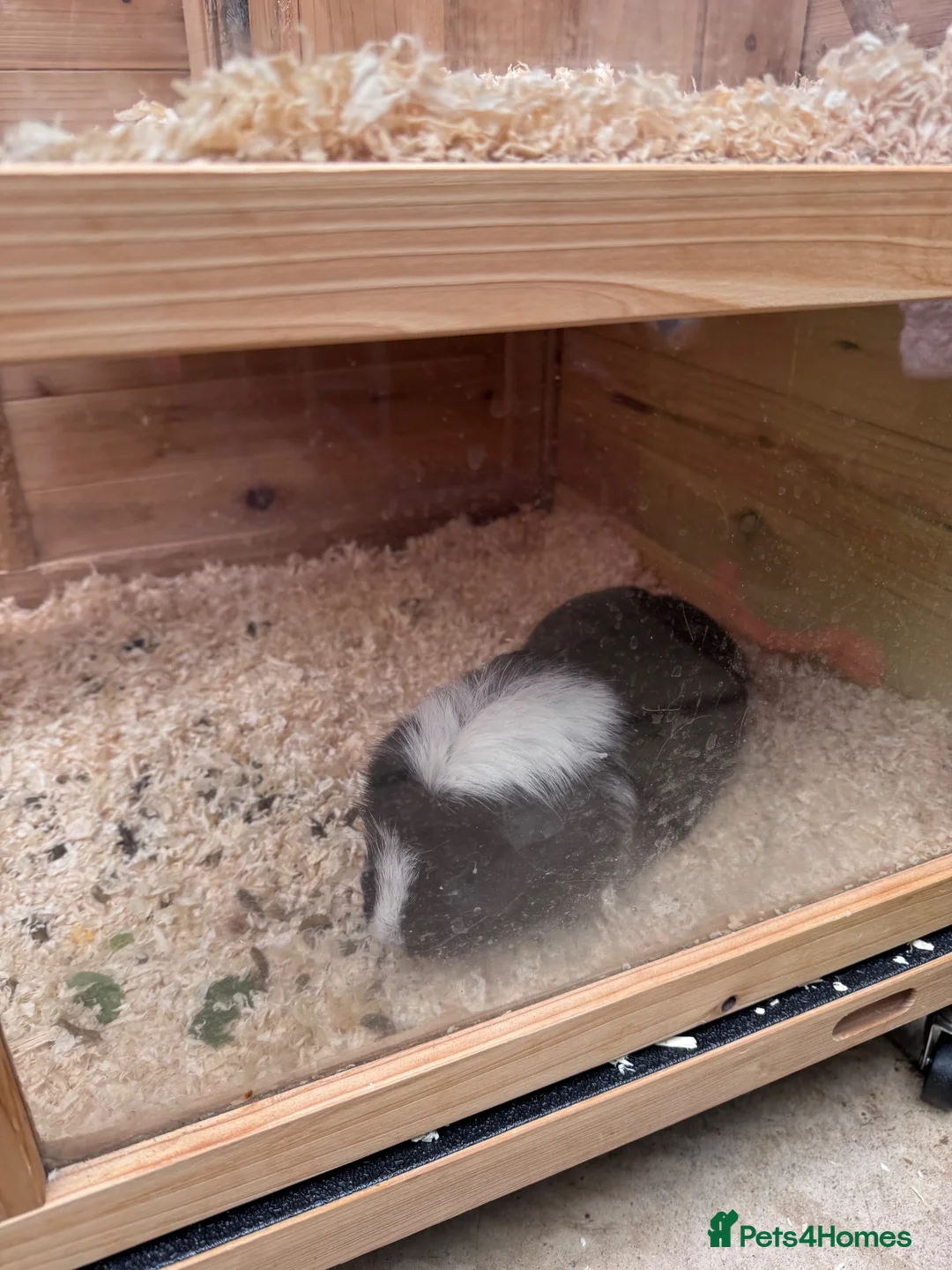 Guinea Pig rodents for sale: Two Guine Pigs boys  in Northampton - Advert 3