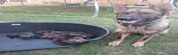 Mixed Breed dogs for sale: Once in a lifetime pups  - Advert 6