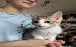 Mixed Breed cats for sale: 6 mixed kittens - Image 3