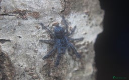 Tarantulas invertebrates for sale: Caribena versicolor  - Image 2