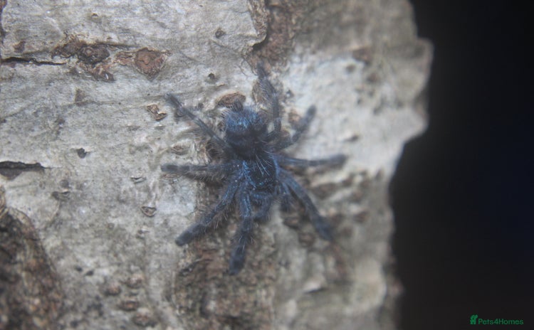 Tarantulas invertebrates - Advert 3