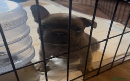 Mixed Breed dogs for sale: 2 Beautiful female Frenchie/Staffie pups  - Image 1