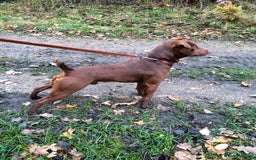 Patterdale Terrier dogs for sale: Quality Patterdale Terrier Pups - Image 4