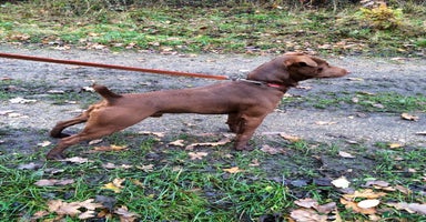 Patterdale Terrier dogs - Advert 4