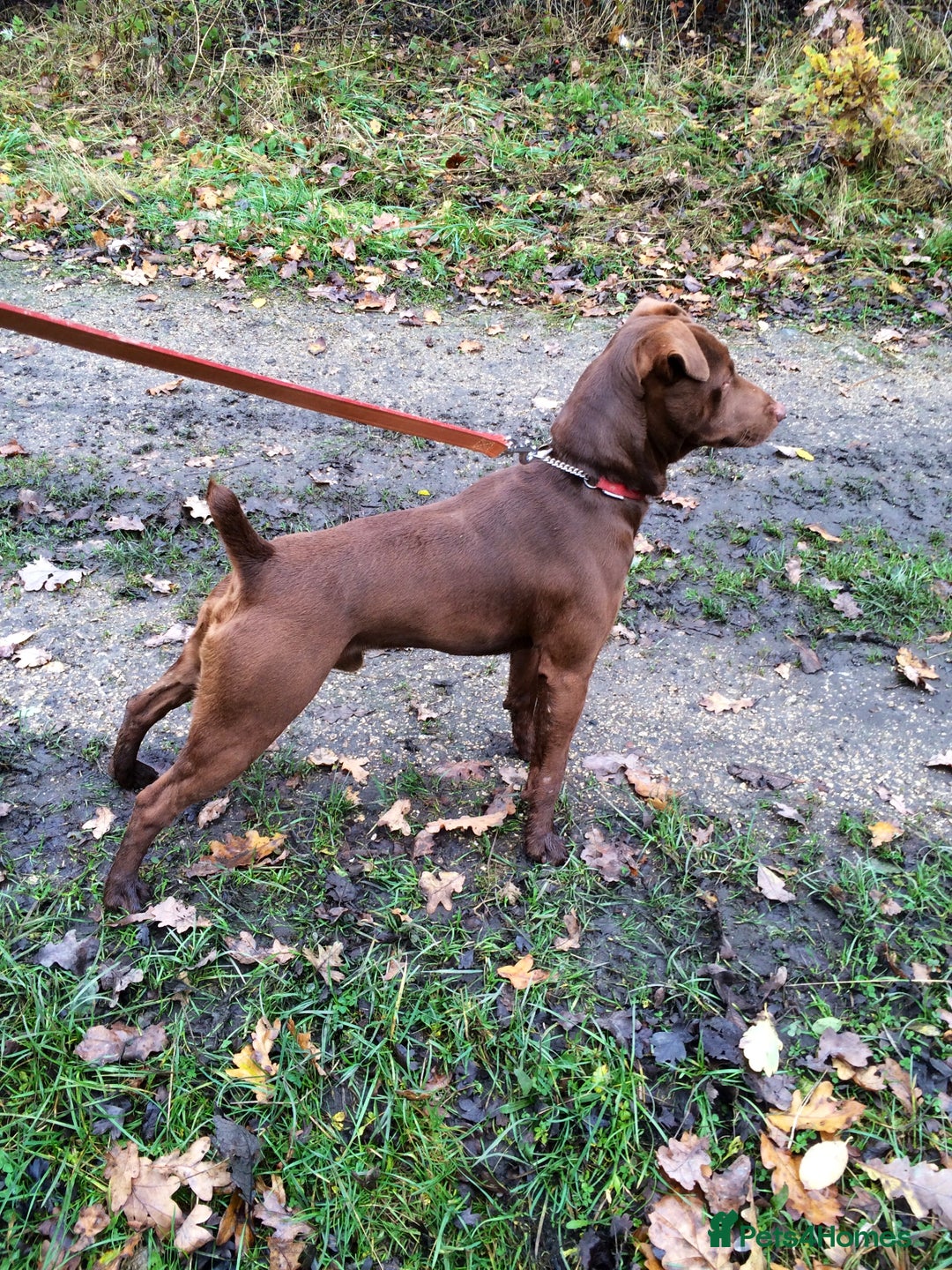 Patterdale Terrier dogs for sale: Quality Patterdale Terrier Pups - Image 4