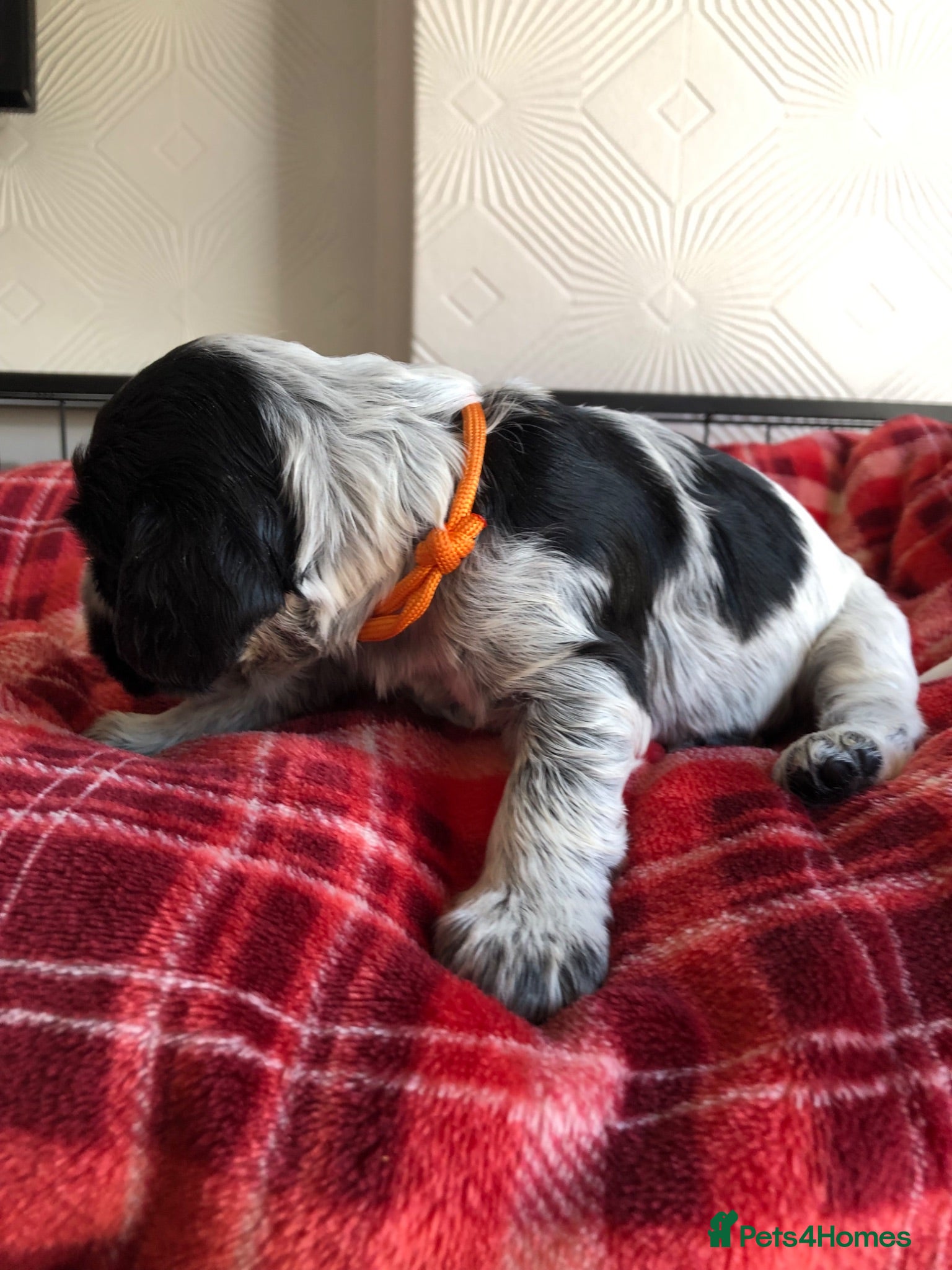 Cocker Spaniel dogs 1 Beautiful show Cocker Girl available 😁 - Advert 2