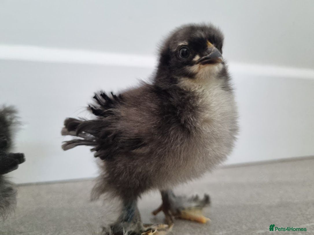 Chickens poultry 5 Pekin Bantam Chicks  - Advert 2