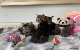Mixed Breed cats for sale: Mixed Breed Kittens - Image 8