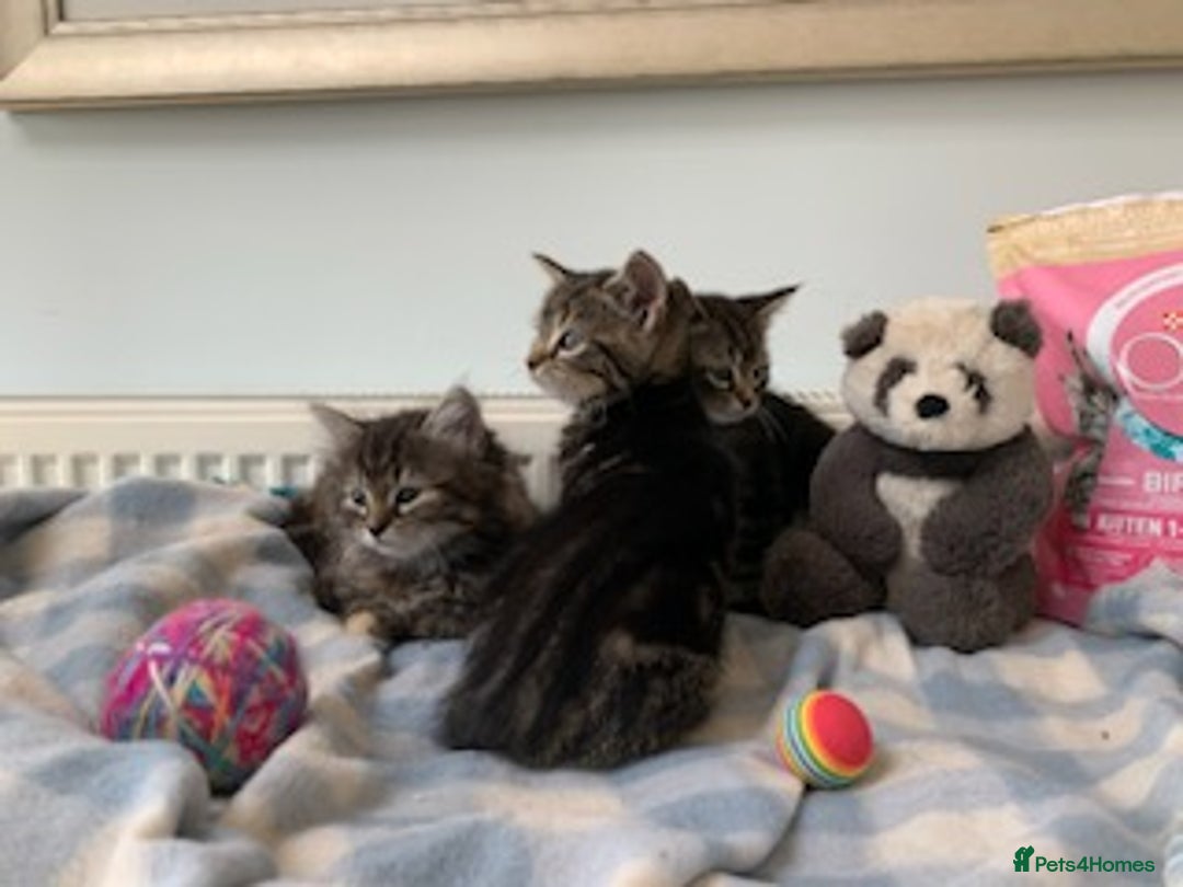 Mixed Breed cats for sale: Mixed Breed Kittens - Image 8