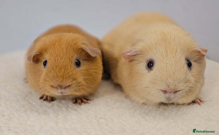 Guinea Pig rodents for sale in Faringdon - Advert 1