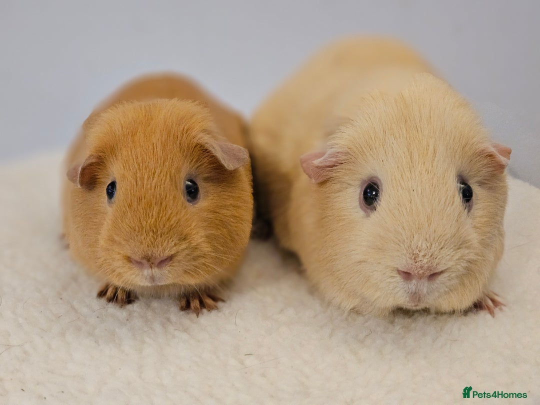 Guinea Pig rodents for sale: Lots of gorgeous boy guinea pigs in Faringdon - Image 1