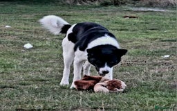 Mixed Breed dogs for adoption: SNOOPY - like a young Border Collie - Image 18