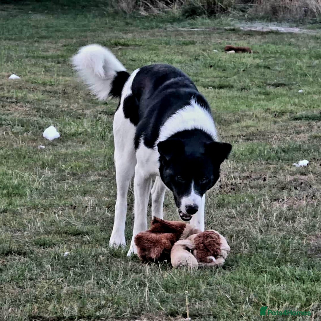 Mixed Breed dogs for adoption: SNOOPY - like a young Border Collie - Image 18