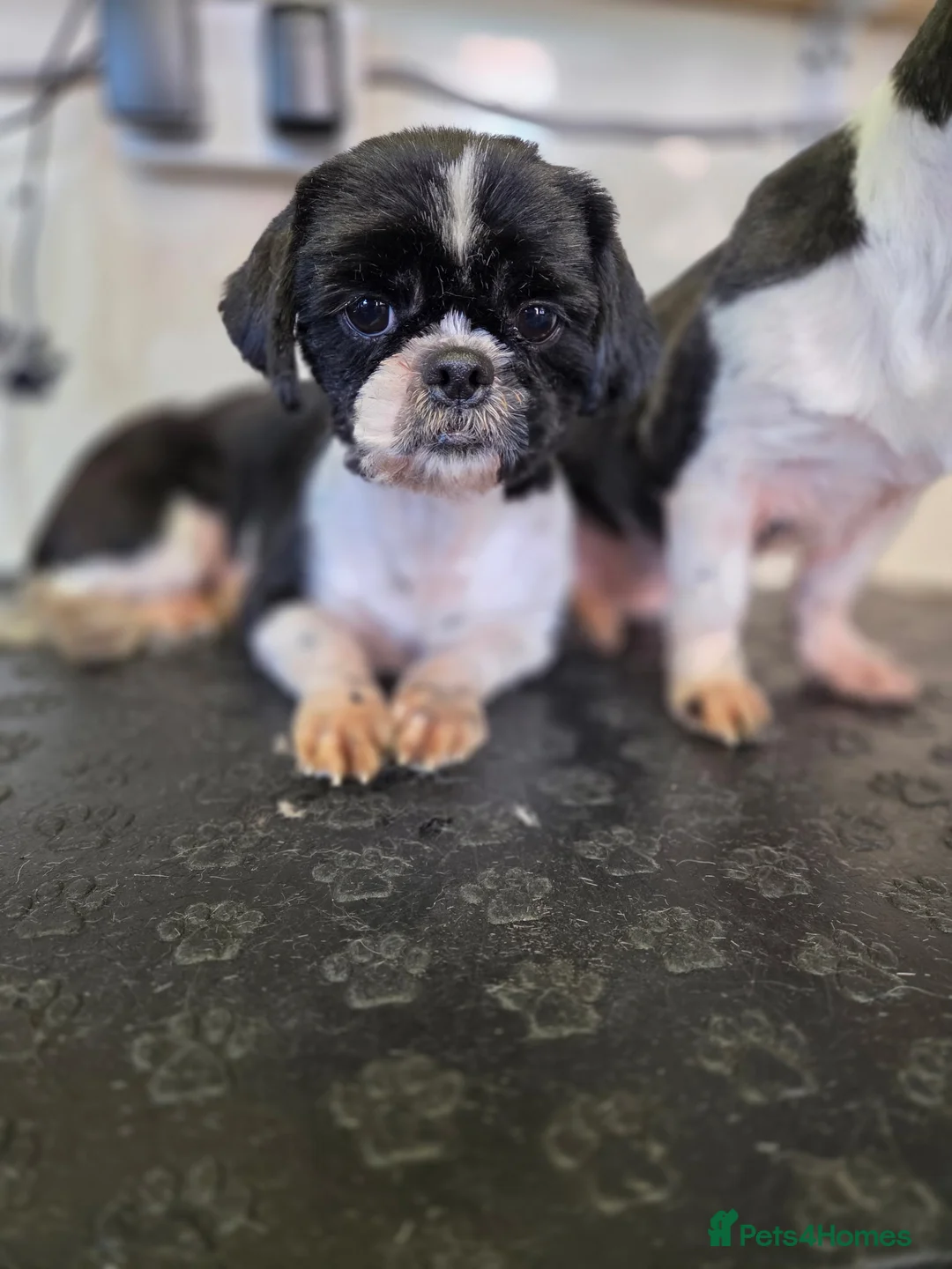 Shih Tzu dogs for sale: 2 sisters, Dolly&Daisy in Bilston - Advert 3